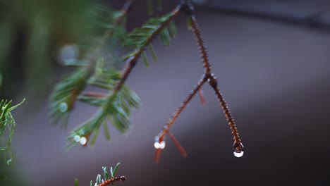 Slow-motion-of-water-droplets-hanging-onto-a-little-branch-super-zoomed-in