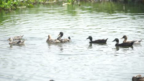 Ducks-are-playing-in-the-pond