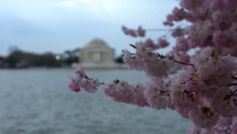 Die-Kirschblüten-In-Washington-D.C.-Am-Tidal-Basin-–-Ruhige-Frühlingslandschaft-Mit-Friedvoller-Aussicht-Auf-Das-Wasser,-Perfekt-Für-Naturliebhaber,-Reisebegeisterte-Und-Content-Ersteller