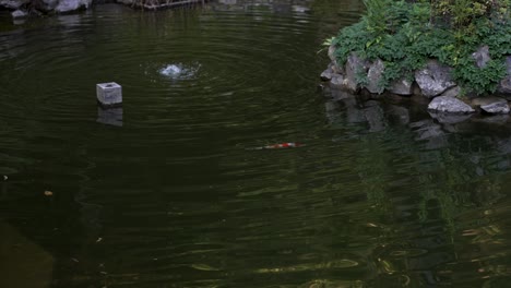 Carpa-Koi-única-Nadando-En-Un-Estanque-Zen