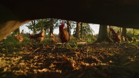 Flock-of-free-range-brown-hens-grazing-in-forest-pull-away-under-log-at-sunset-in-slow-motion