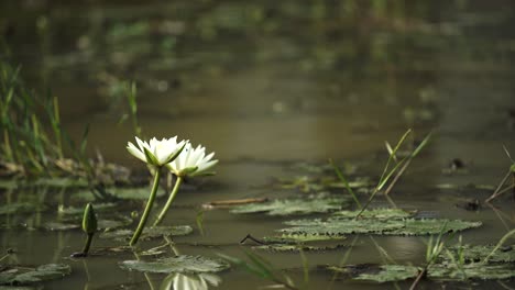 Water-lily-blossoms-in-the-water-reservoir