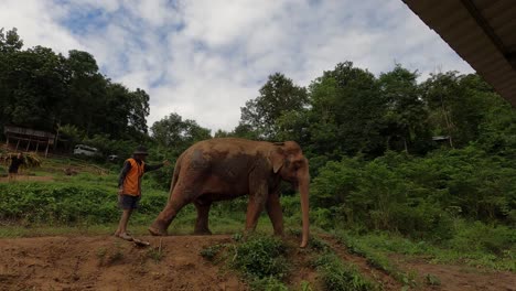 Mahout-leading-an-asian-elephant-in-sanctuary-of-Chiang-Mai