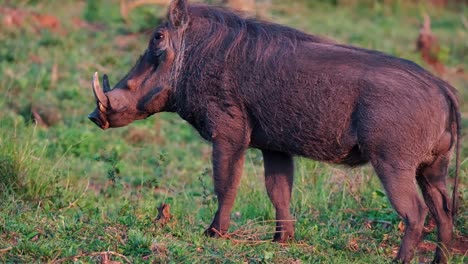 A-Warthog-Urinating-In-The-Field,-Uganda,-Africa---Handheld