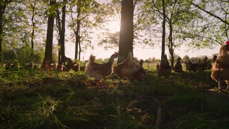 Flock-of-brown-and-white-chickens-gather-and-roam-in-woods-on-midwest-egg-farm-during-golden-hour-sunset