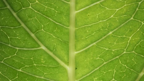 Macro-shot-of-a-green-leaf