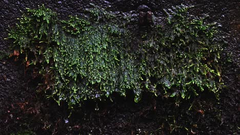 Green-moss-textures-dripping-water-during-the-rain