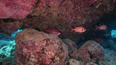 Bright-red-colored-Blackfin-snapper-not-being-shy-and-imposing-its-presence-underwater
