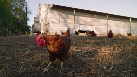 Brown-pasture-raised-chicken-pecking-dirt-and-hay-for-food-outside-of-white-barn-hen-house-at-sunset