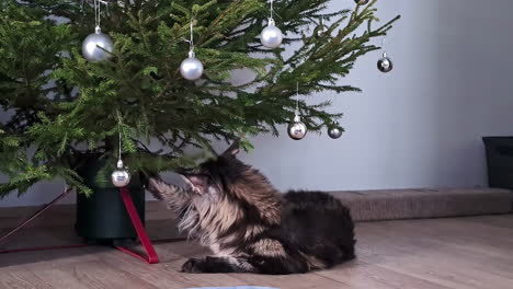 Playful-cat-rests-next-to-a-Christmas-tree