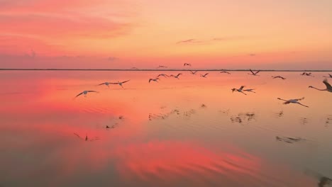 Luftaufnahme-Von-Flamingos,-Die-Im-Sonnenuntergang-Fliegen