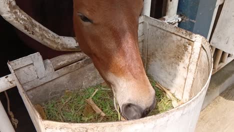 A-horse-in-its-stable-eats-grass-at-an-animal-conservation-center_focus-on-mouth