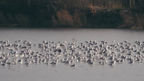 Flocks-of-gulls-swooping-down-on-the-frozen-lake