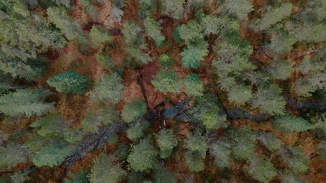 Spiraling-downwards-drone-flight-over-green-fir-trees-in-an-autumn-mountain-area-in-Switzerland