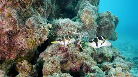 Two-cute-valentine-puffer-fish-enjoy-the-warm-tropical-water-close-to-volcanic-rock-formation