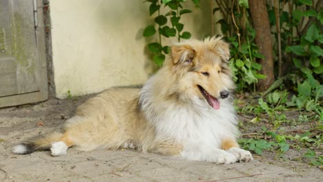 Young-rough-collie-guards-home-in-countryside,-handheld-view