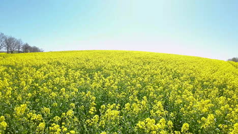 Sunlight-bathes-a-vast-rapeseed-field,-punctuated-by-a-line-of-trees-under-a-clear-sky
