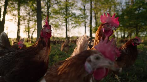 Flock-of-chickens-looking-alert-in-wooded-forest-at-sunset-in-slow-motion-on-American-midwest-farm