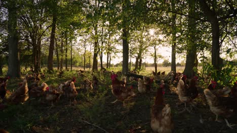 Flock-of-cage-free-chickens-roaming-around-lush-trees-in-pasture-on-midwestern-egg-farm-during-golden-hour-sunset-in-slow-motion