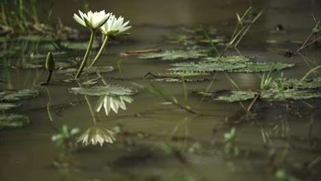 Water-lily-blossoms-in-the-water-reservoir