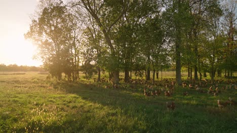 Wide-establishing-shot-of-large-flock-of-free-range-chickens-grazing-in-tree-filled-pasture-during-golden-hour-sunset-in-slow-motion
