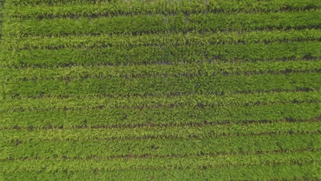 Flug-über-Reisfelder-In-Südamerika