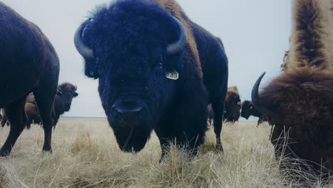Close-up-scene-of-buffalos-eating-grass,-majestic-creatures-standing-as-enduring-symbols-of-strength-and-resilience,-embodying-the-spirit-of-the-untamed-West