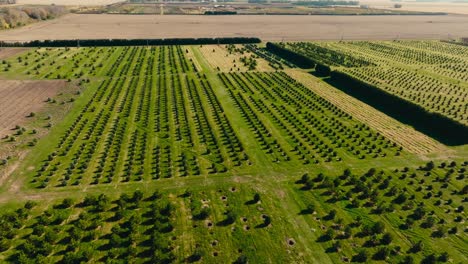 aerial-drone-shot-of-a-tree-farm-with-a-lot-of-young-pine-trees-planted-in-a-field-on-a-sunny-day