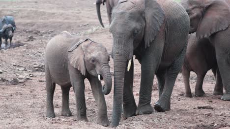 Madre-Y-Cría-De-Elefante-Africano-Alimentándose-Desde-Un-Agujero-En-El-Suelo
