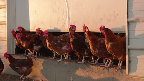 Flock-of-brown-chickens-wait-on-ledge-under-hen-house-door-before-jumping-off-at-sunset-in-slow-motion-with-shadows-and-sun-flares-on-barn
