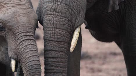 Trunks-Of-African-Elephant-Family-Feeding-In-Aberdare,-Kenya