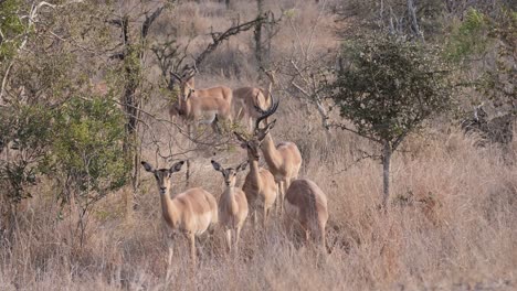 Curious-impalas-are-alert-and-on-their-guard