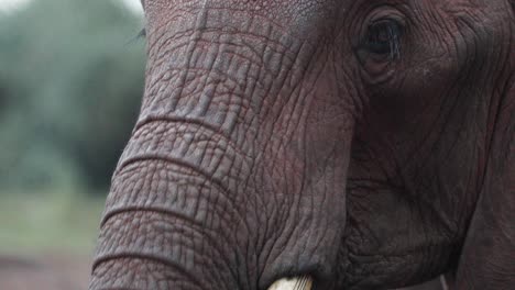 Closeup-Of-African-Bush-Elephant-Eating-In-Aberdare-National-Park,-Kenya