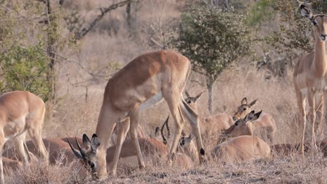 Herde-Impalas-Mit-Einem-Männchen-Mit-Kleinen-Hörnern