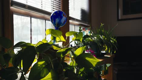 orbiting-shot-of-green-plants-sitting-on-a-table-next-to-a-window-inside-of-a-home
