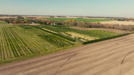 wide-aerial-drone-shot-of-a-tree-farm-with-young-pine-trees-lined-up-in-a-field-on-a-sunny-day