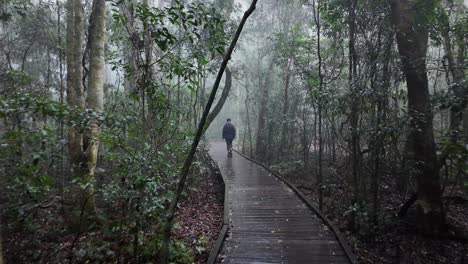 Female-hiker-walks-along-a-timber-boardwalk-through-a-misty-and-foggy-rainforest-setting