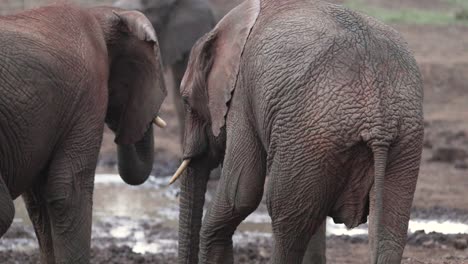 Dos-Jóvenes-Elefantes-Africanos-De-Pie-Junto-Al-Pozo-De-Agua-En-Aberdare,-Kenia