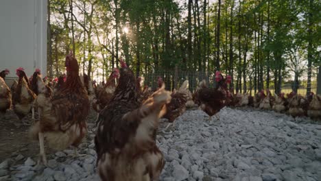 Large-flock-of-brown-chickens-wander-near-hen-house-through-white-rocks-with-forest-of-trees-in-background-at-sunset-in-slow-motion-on-crisp-fall-day