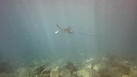 Two-Eagle-rays-glide-underwater