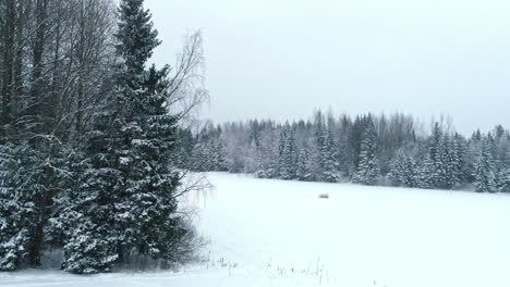 Very-snowy-landscape-drone-video,-snowing-over-forest-and-pine-trees
