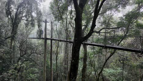 Female-hiker-walking-along-a-suspended-timber-bridge-fading-into-a-misty-and-foggy-rainforest-setting