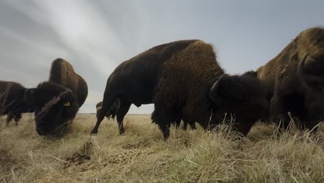 Discover-The-Beauty-of-Wild-Buffalos-Grazing-Outdoors-in-Nature