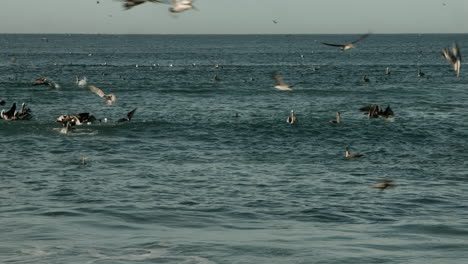 Braune-Pelikane-Vor-Der-Küste-Südkaliforniens