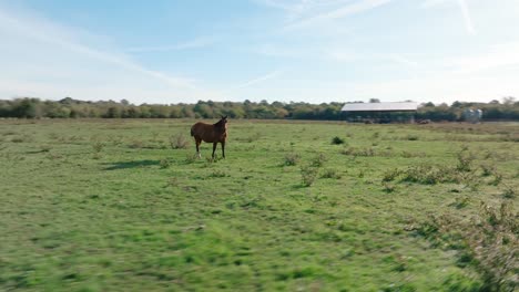 Drone-aerial-orbit-around-brown-horse-grazing-in-green-pasture-on-farm-land-midday
