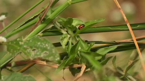 Ladybug-mating---walking-