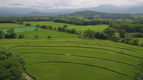 Drone-shot-of-rice-fields-in-South-America