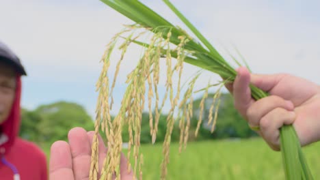 Nahaufnahme-Einer-Hand,-Die-Vergilbte-Reiskörner-Hält