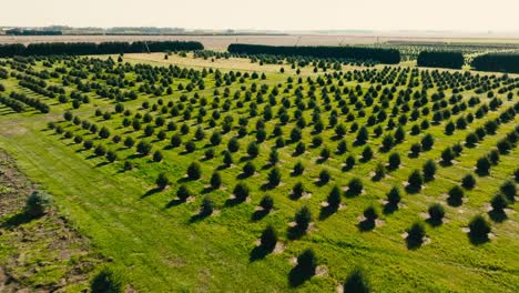 aerial-swooping-drone-shot-of-a-tree-farm-with-many-young-pine-trees-planted-in-a-field-on-a-sunny-day
