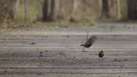 Slow-motion-pair-of-American-robins-foraging-on-gravel-woodland-pathway